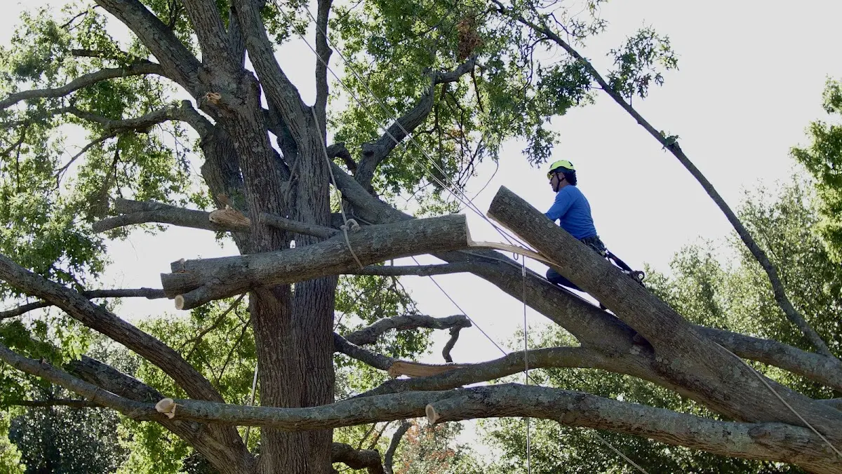 Professional Hazardous Tree Removal performed by certified arborists in Steger