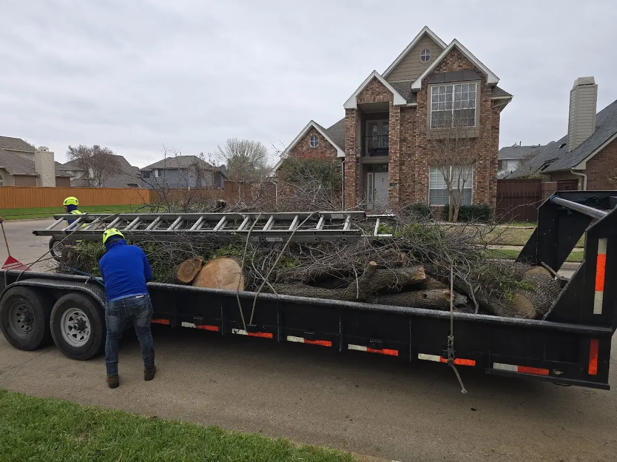 Expert Tree Removal with proper safety equipment in Steger